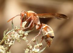 Polistes badius
