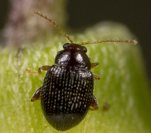 Epitrix brevis · BioDiversity4All