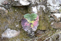 Streptocarpus vandeleurii