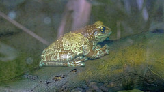 Trachycephalus resinifictrix