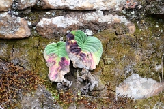 Streptocarpus vandeleurii