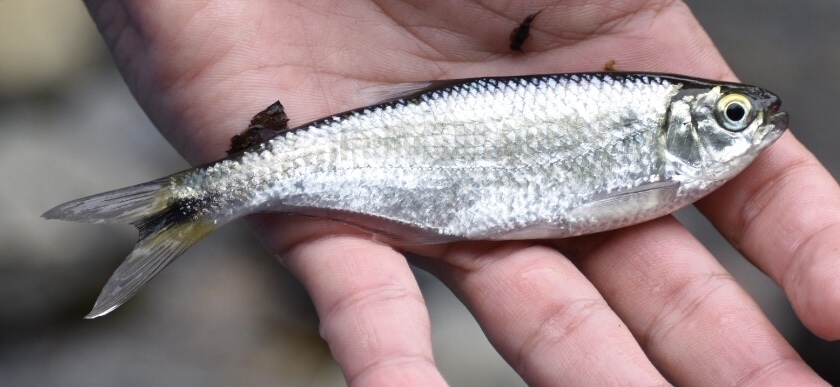 Toothed mountain tetra (Hemibrycon dentatus) — Characidae