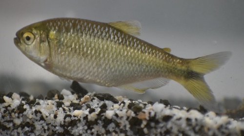 Cauca tetra (Bryconamericus caucanus) — Characidae