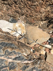 Astragalus panamintensis