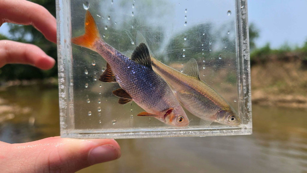 Redfin Shiner