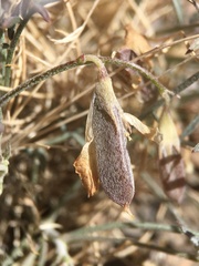 Astragalus panamintensis