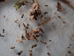 Orchesella quinquefasciata