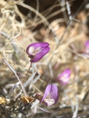 Astragalus panamintensis