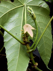 Macaranga triloba