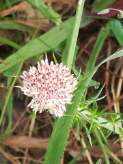 Metalasia pulchella