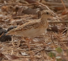 Quail-Plover photo 3