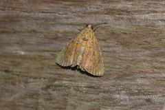 Eulepidotis bourgaulti