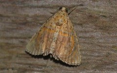Eulepidotis bourgaulti