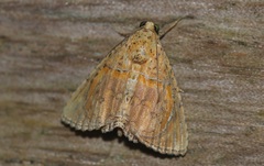 Eulepidotis bourgaulti