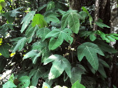 Macaranga triloba