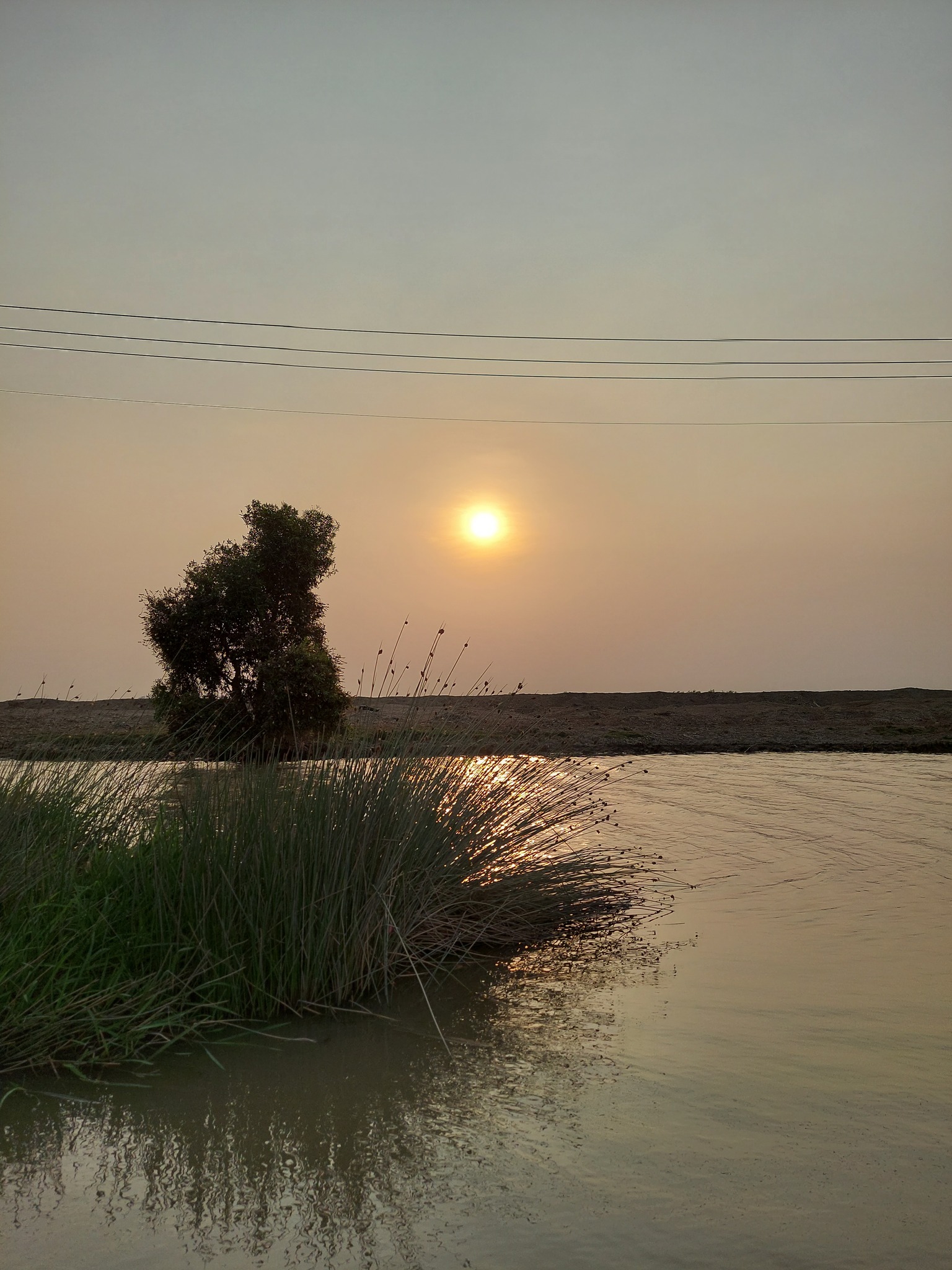 Cỏ bàng — ảnh 3