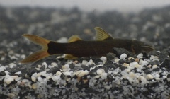 Cetopsorhamdia nasus