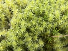 Racomitrium ericoides