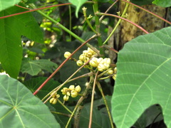Macaranga triloba
