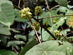 Macaranga triloba