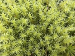 Racomitrium ericoides