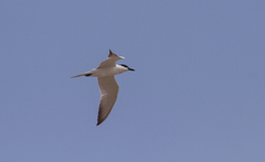 Gelochelidon nilotica