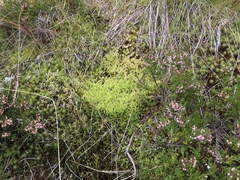Racomitrium ericoides