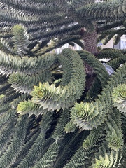 Araucaria araucana