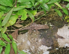Anolis mccraniei