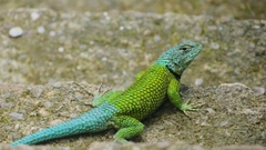 Sceloporus hondurensis