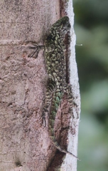 Sceloporus hondurensis
