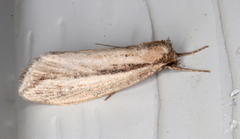 Acrapex albicostata