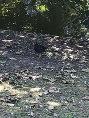 Gallinula chloropus