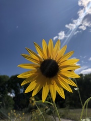 Helianthus neglectus