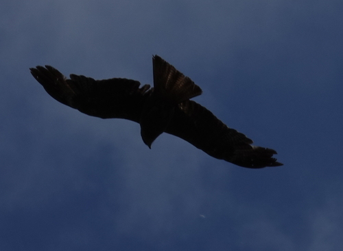 Black Kite