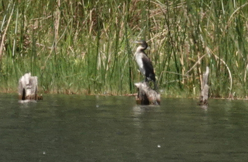 Great Cormorant