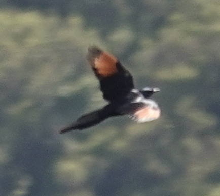 Red-winged Starling