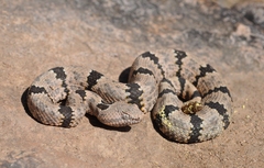 Crotalus lepidus klauberi