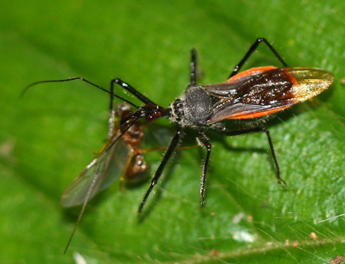 Reduviidae