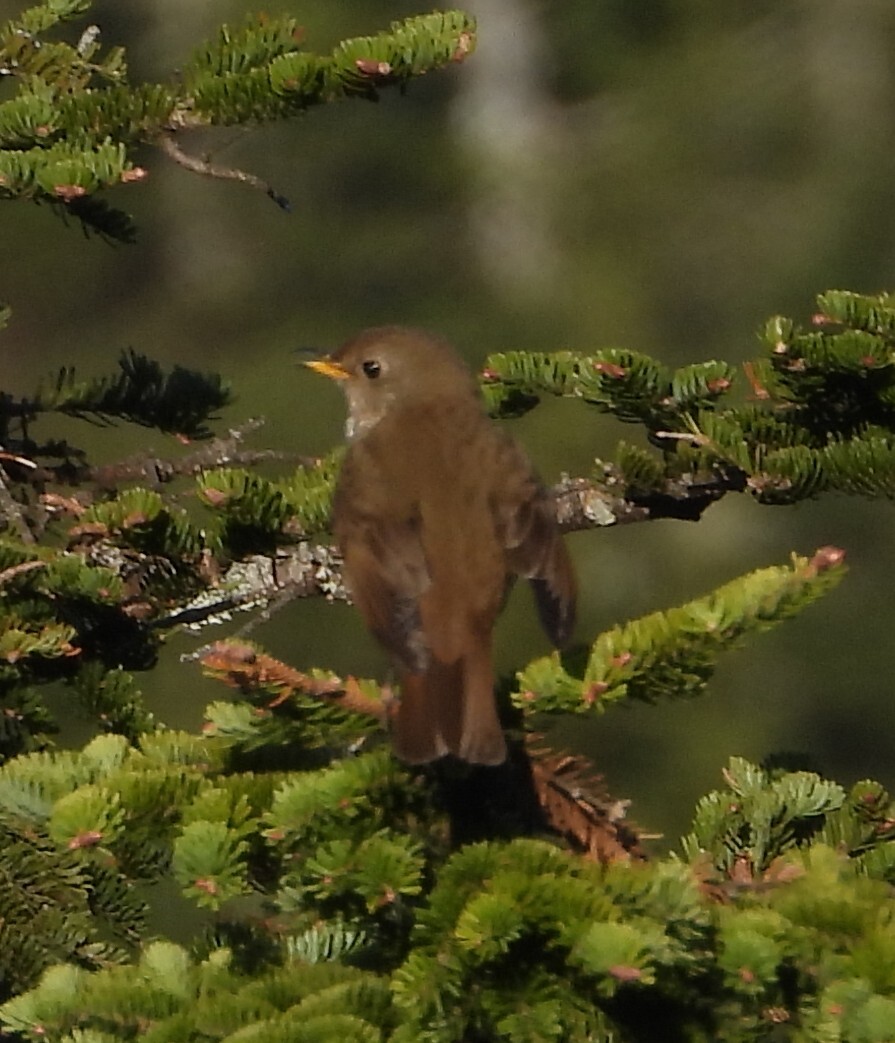Bicknell's Thrush (Catharus bicknelli), photo 2