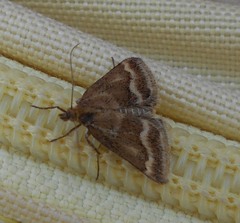 Pyrausta aerealis