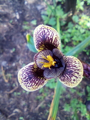 Tigridia vanhouttei