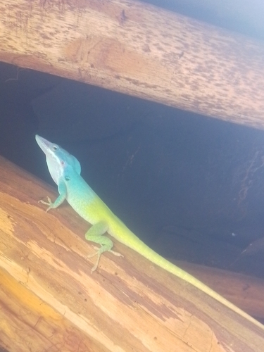 Allison's Anole