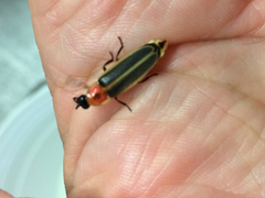 Photinus pyralis