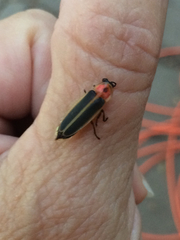 Photinus pyralis