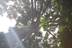 Parashorea tomentella