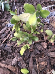 Ribes viburnifolium