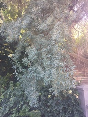 Elaeagnus angustifolia