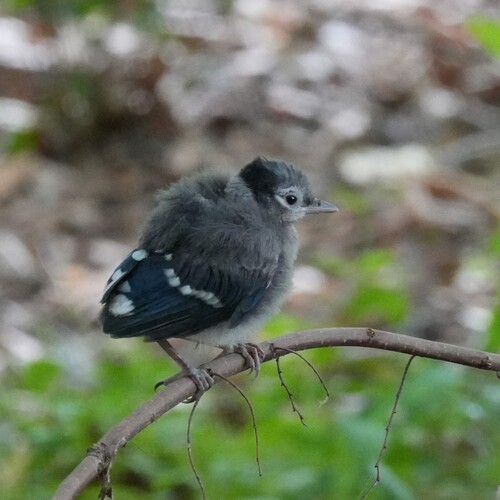 Blue Jay photographed in New York