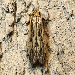 Spinitibia hodgesi